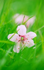Preview wallpaper flower, bloom, grass, blur
