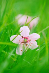Preview wallpaper flower, bloom, grass, blur