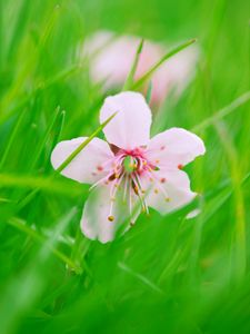 Preview wallpaper flower, bloom, grass, blur