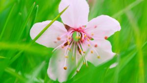 Preview wallpaper flower, bloom, grass, blur