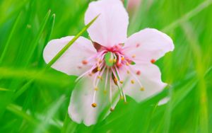 Preview wallpaper flower, bloom, grass, blur