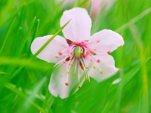 Preview wallpaper flower, bloom, grass, blur