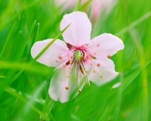 Preview wallpaper flower, bloom, grass, blur