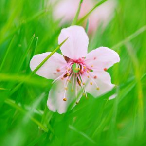Preview wallpaper flower, bloom, grass, blur