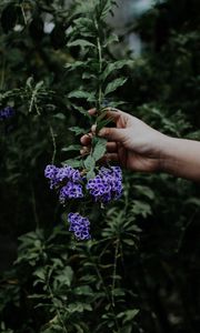 Preview wallpaper flower, bloom, hand, spring