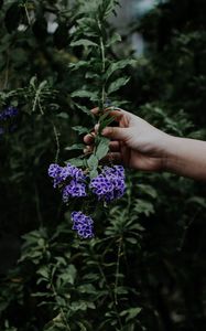 Preview wallpaper flower, bloom, hand, spring