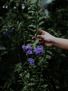 Preview wallpaper flower, bloom, hand, spring