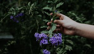 Preview wallpaper flower, bloom, hand, spring