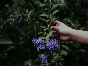 Preview wallpaper flower, bloom, hand, spring