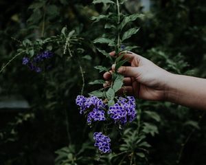 Preview wallpaper flower, bloom, hand, spring