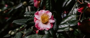 Preview wallpaper flower, bloom, leaves, branch, macro