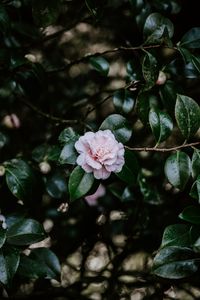 Preview wallpaper flower, bloom, leaves, bush, plant
