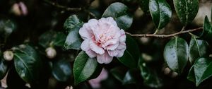 Preview wallpaper flower, bloom, leaves, bush, plant