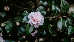 Preview wallpaper flower, bloom, leaves, bush, plant