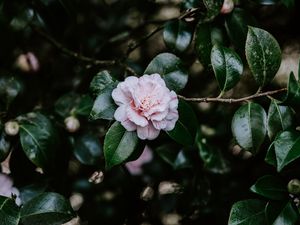 Preview wallpaper flower, bloom, leaves, bush, plant