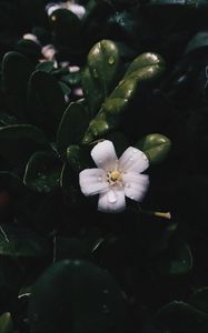 Preview wallpaper flower, bloom, leaves, spring