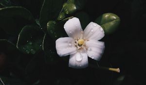 Preview wallpaper flower, bloom, leaves, spring