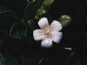 Preview wallpaper flower, bloom, leaves, spring