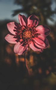 Preview wallpaper flower, bloom, petals, closeup, blur