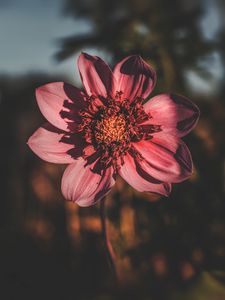 Preview wallpaper flower, bloom, petals, closeup, blur