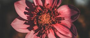 Preview wallpaper flower, bloom, petals, closeup, blur