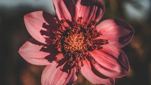 Preview wallpaper flower, bloom, petals, closeup, blur
