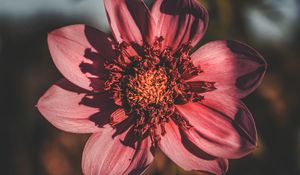 Preview wallpaper flower, bloom, petals, closeup, blur