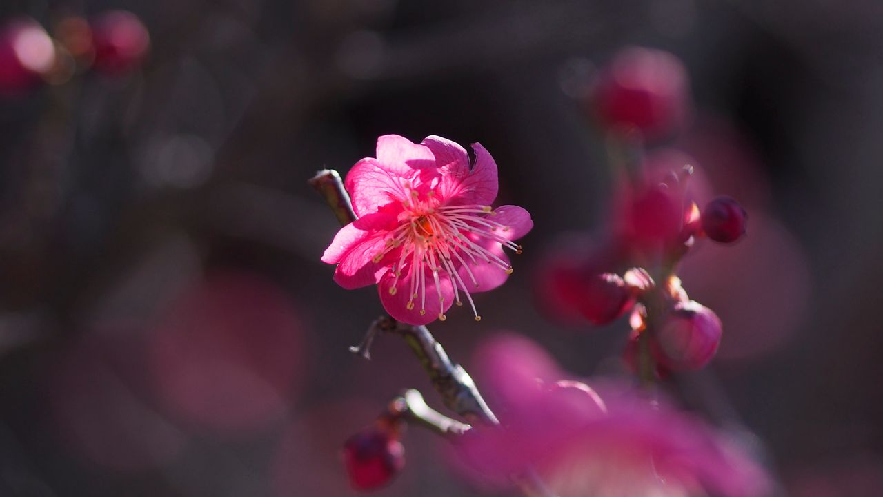 Wallpaper flower, bloom, petals, pink, bush, spring