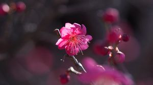 Preview wallpaper flower, bloom, petals, pink, bush, spring