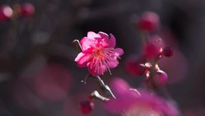Preview wallpaper flower, bloom, petals, pink, bush, spring