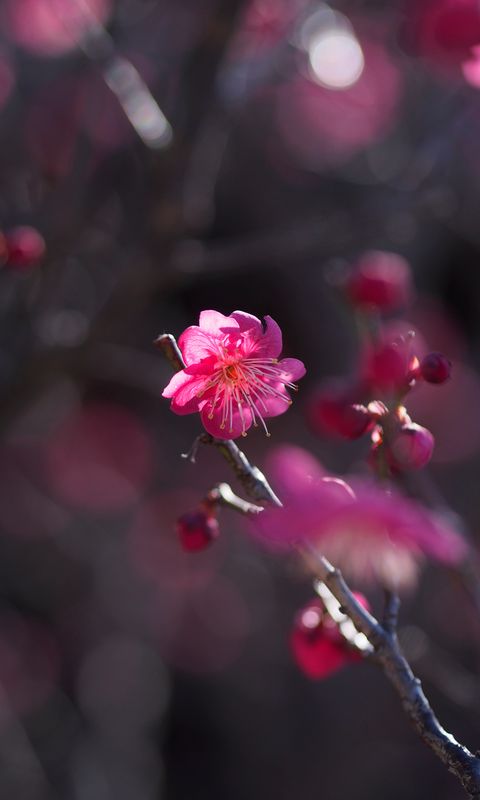 480x800 Wallpaper flower, bloom, petals, pink, bush, spring