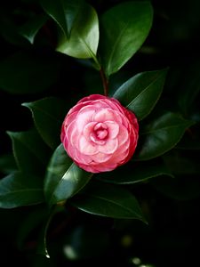 Preview wallpaper flower, bloom, petals, pink, leaves