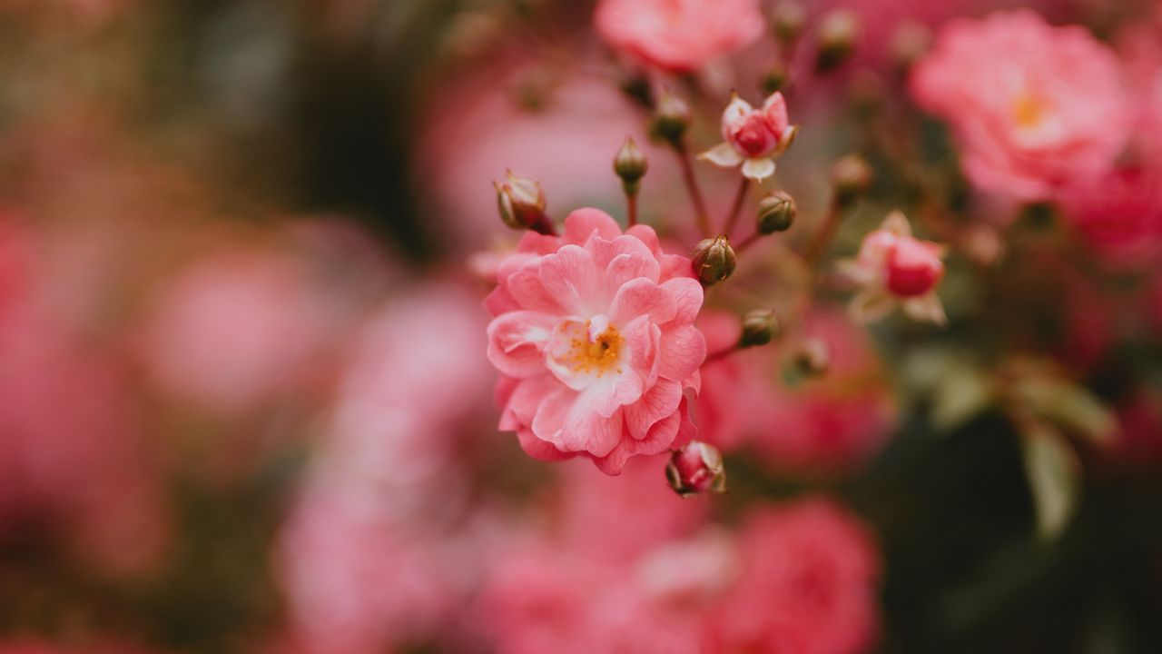 Wallpaper flower, bloom, pink, macro