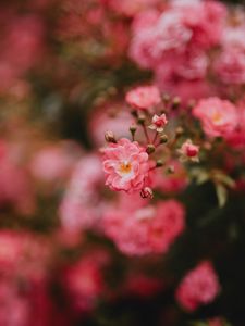 Preview wallpaper flower, bloom, pink, macro