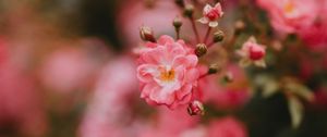 Preview wallpaper flower, bloom, pink, macro