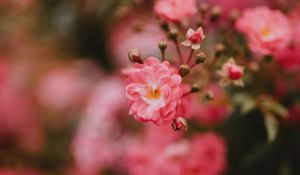 Preview wallpaper flower, bloom, pink, macro