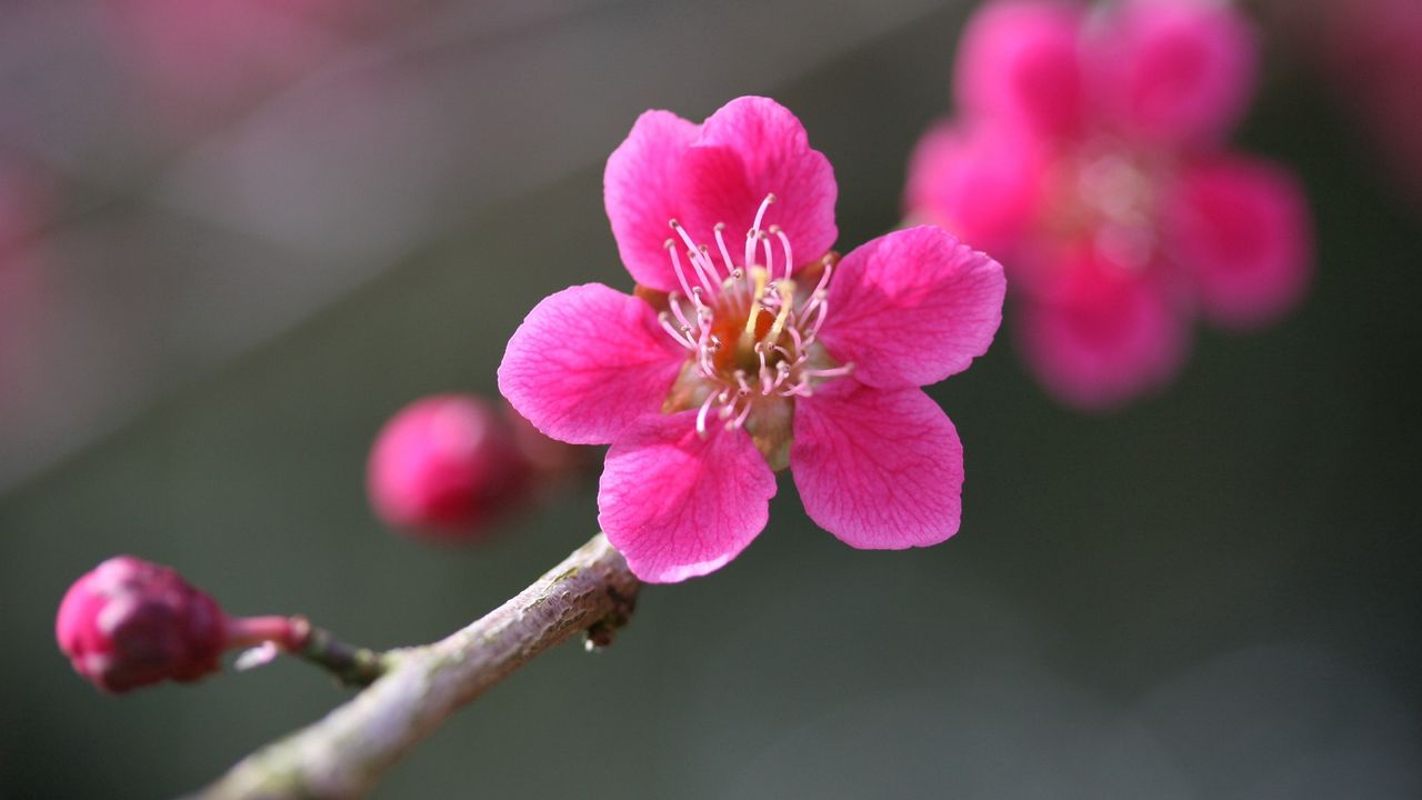 Wallpaper flower, bloom, plant, pink