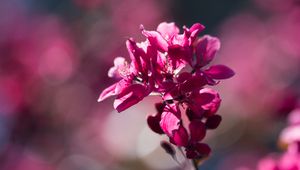 Preview wallpaper flower, bloom, spring, cherry