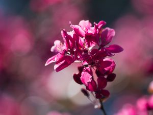 Preview wallpaper flower, bloom, spring, cherry