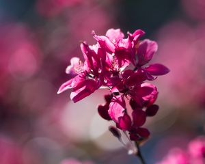 Preview wallpaper flower, bloom, spring, cherry