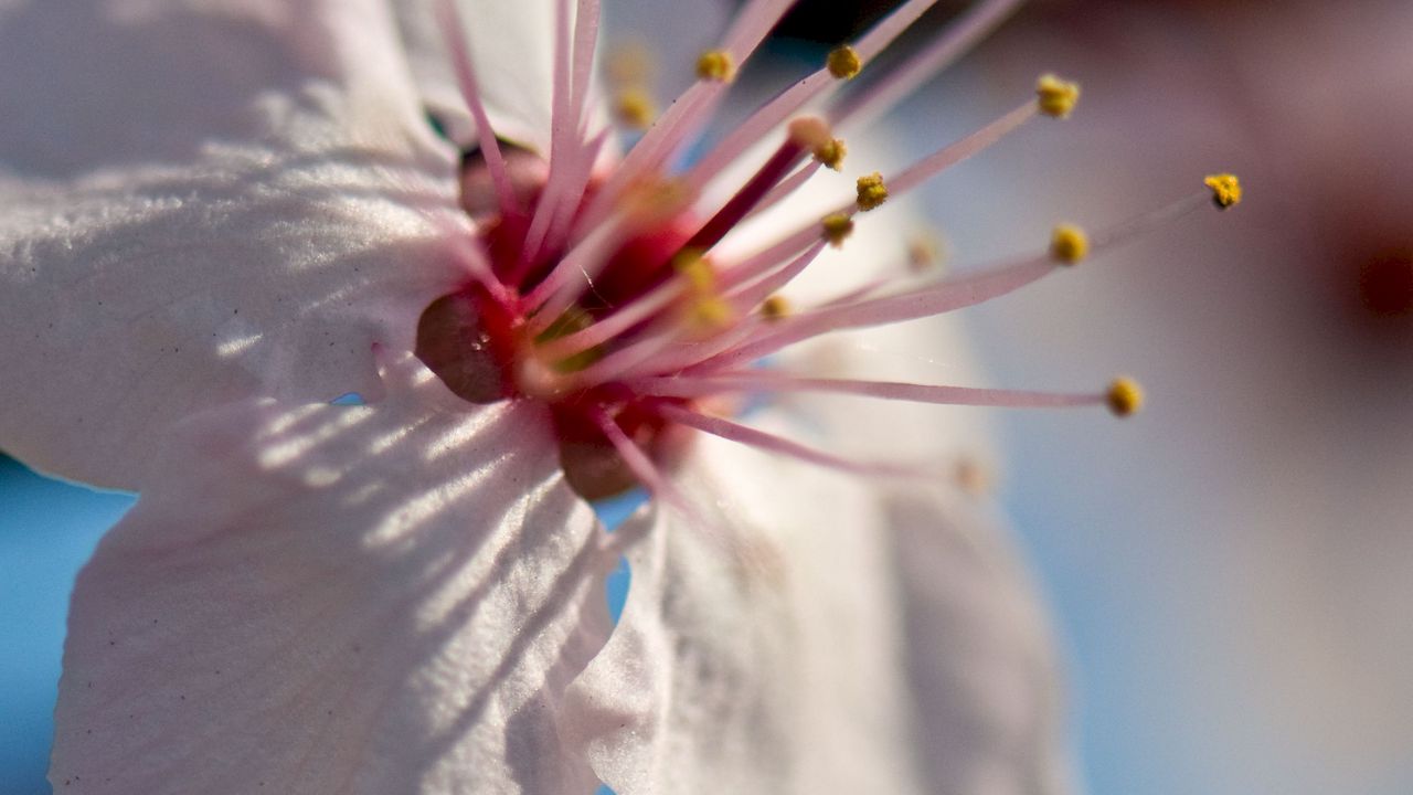Wallpaper flower, bloom, spring, macro, closeup, blur
