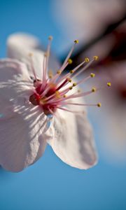 Preview wallpaper flower, bloom, spring, macro, closeup, blur