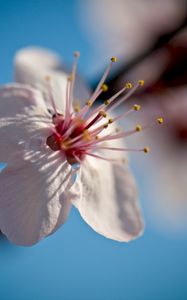 Preview wallpaper flower, bloom, spring, macro, closeup, blur