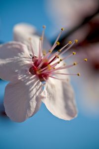 Preview wallpaper flower, bloom, spring, macro, closeup, blur