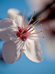 Preview wallpaper flower, bloom, spring, macro, closeup, blur