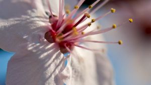 Preview wallpaper flower, bloom, spring, macro, closeup, blur