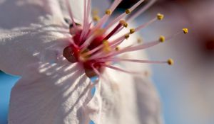 Preview wallpaper flower, bloom, spring, macro, closeup, blur