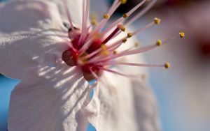 Preview wallpaper flower, bloom, spring, macro, closeup, blur