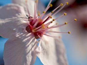 Preview wallpaper flower, bloom, spring, macro, closeup, blur