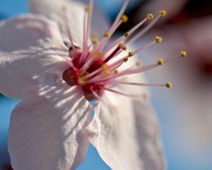 Preview wallpaper flower, bloom, spring, macro, closeup, blur